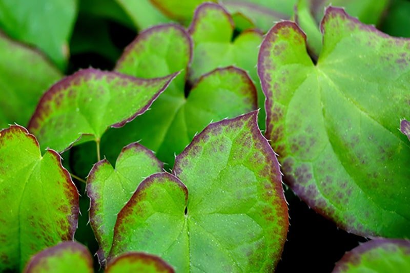 Horny Goat Weed Extract ingredient
