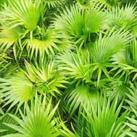 Saw Palmetto Extract ingredient